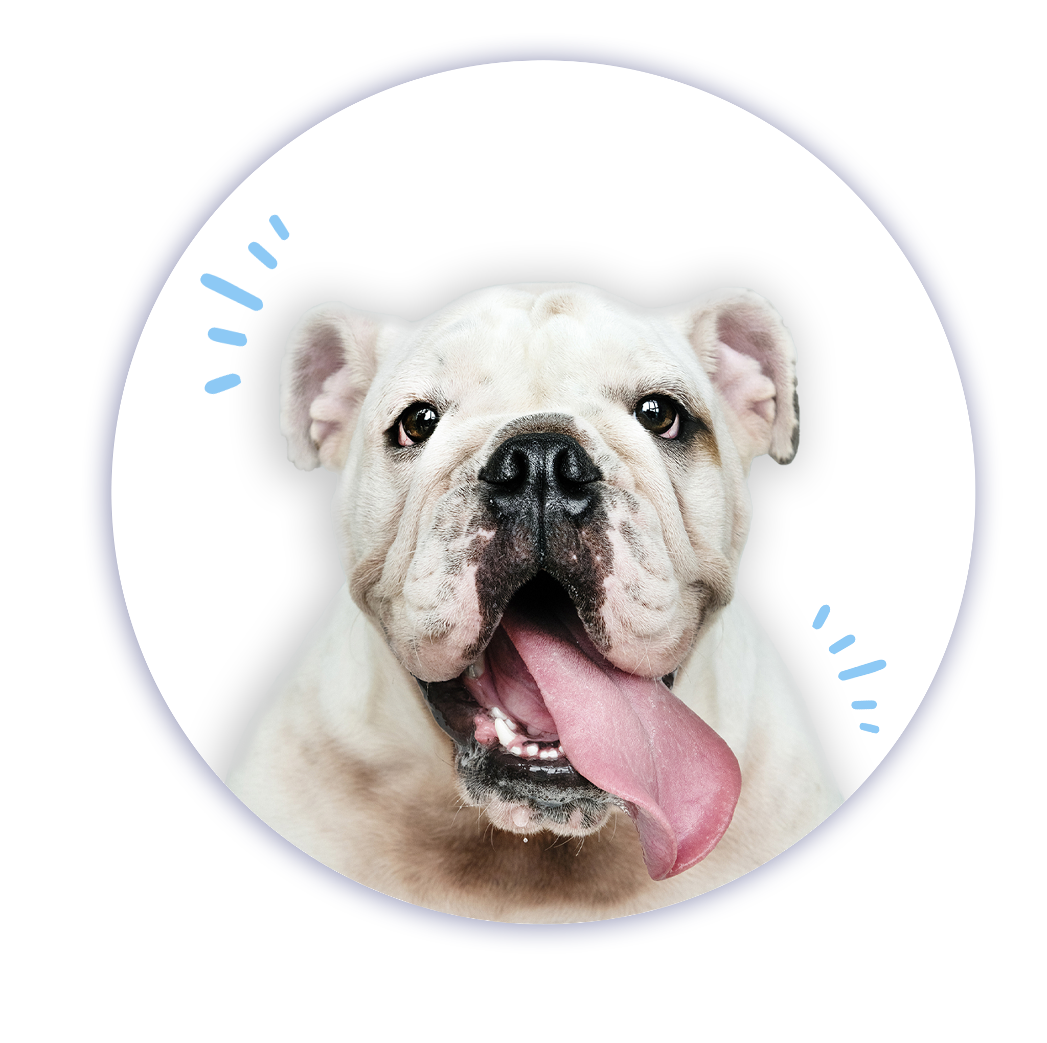 Bulldog dentro de un circulo azul