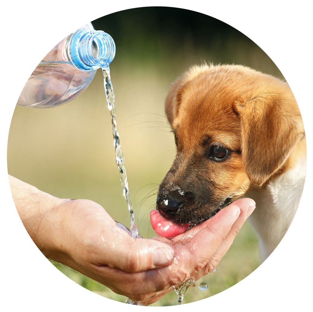 Perrito tomando agua de una mano
