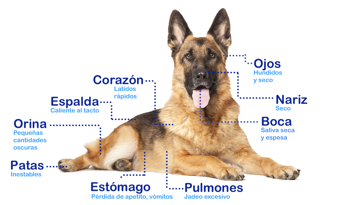 Signos de deshidratación en perros
