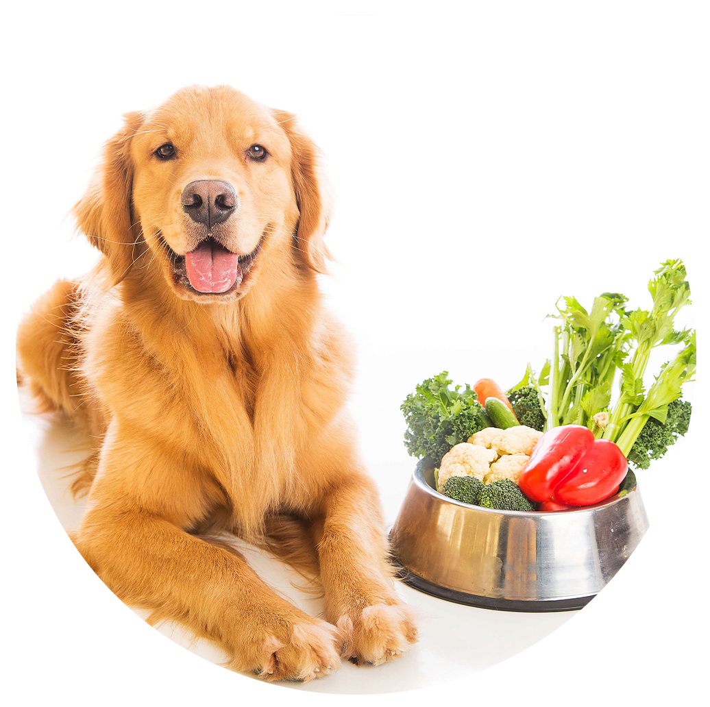 Perro junto a verduras