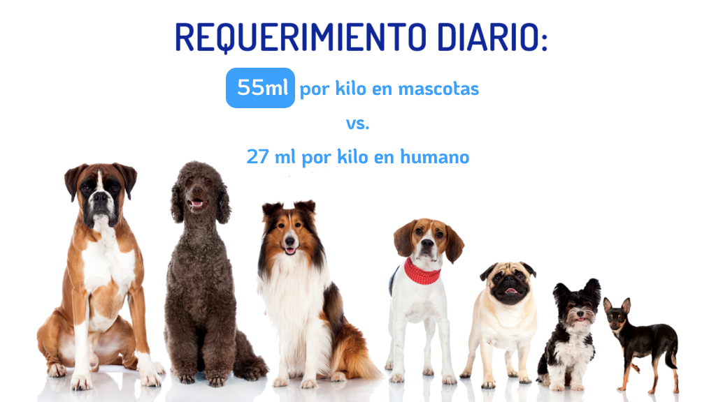Requerimiento diario de agua en mascotas comparado con humanos